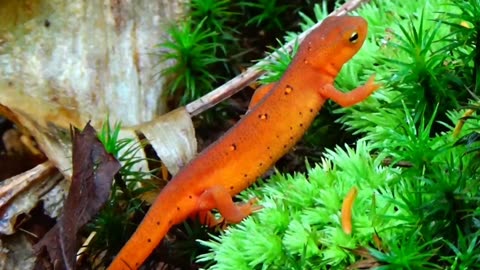 Eastern Newt