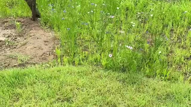 blue flowers surrounded by green plants