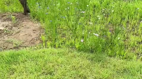 blue flowers surrounded by green plants