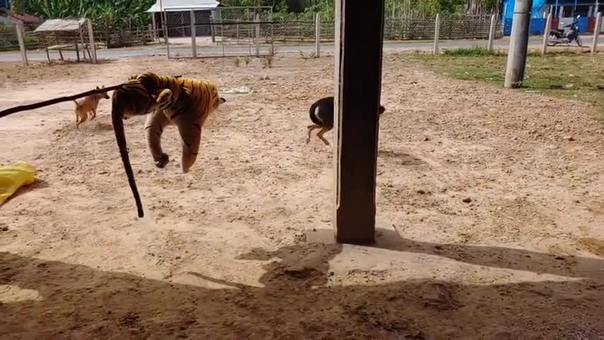 Wow must watch comedy videos funny video