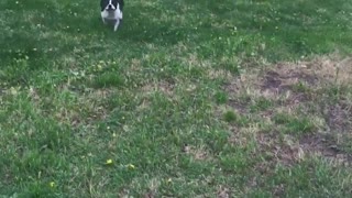 Boston Terrier gets the zoomies!