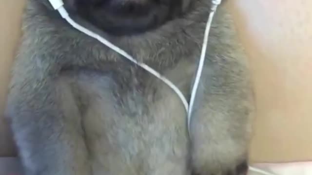 Dogs listening to music