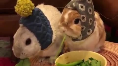 Two little rabbits are eating vegetables