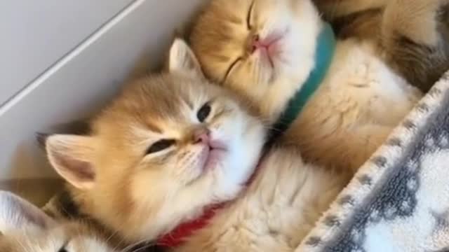 ❤️❤️Cute baby animals videos.❤️❤️