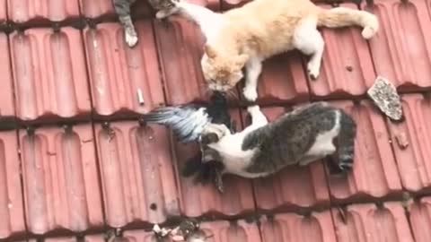 baby cats, cute and funny cat, video sompilation #165 | animals video relax #shorts