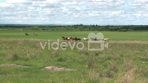 Wild Horses Running