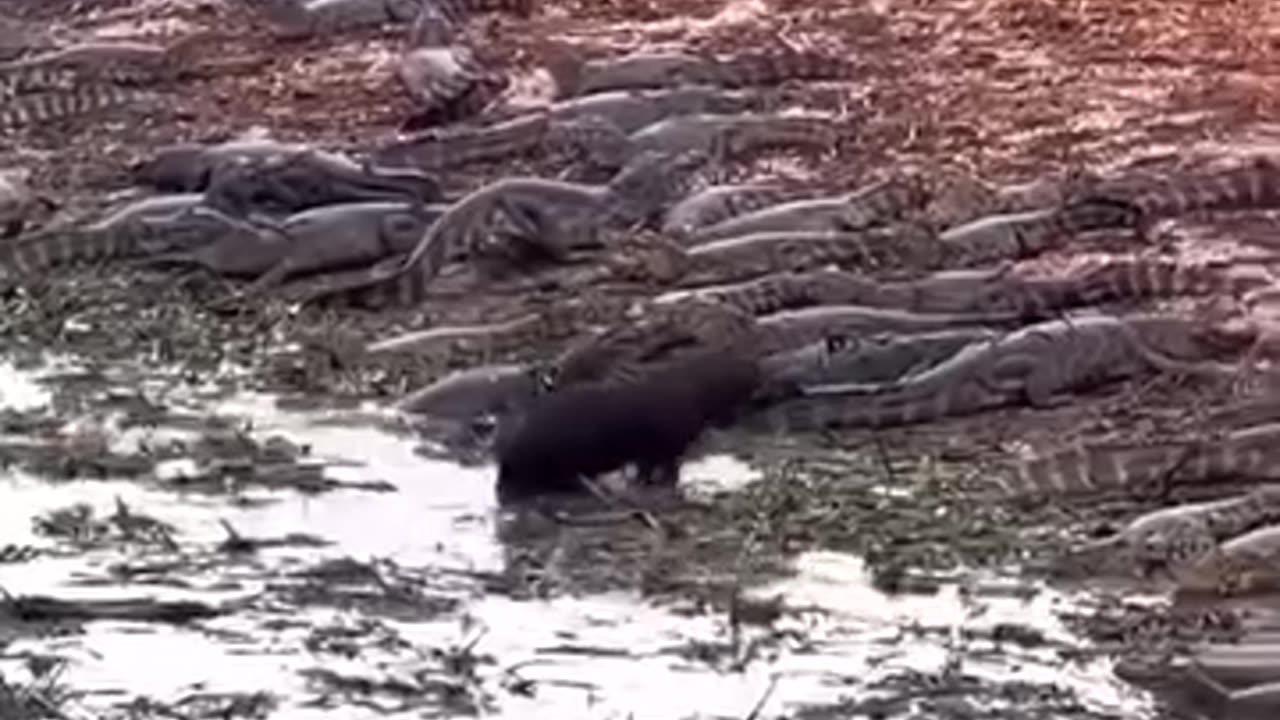 Este Animal Los Cocodrilo no le hace nada
