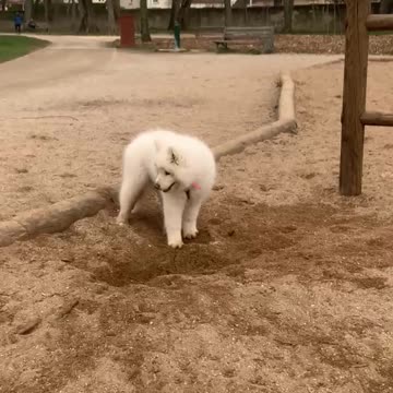 Funny dog digging