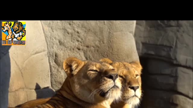 Lion 🦁 video| lion with family | short video |
