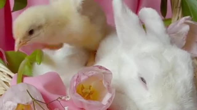 Chicks Playing with Rabbit || Rabbit Chicken Hybrid_2021