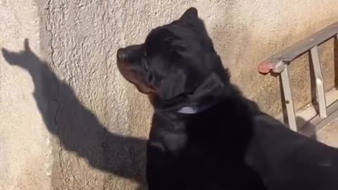 🙏❤️🎉🎉🎉🎊🎊🎊️SWEET AND FUNNY ANIMALS SHOTS 🙏❤️❤️🎉🎉🎉🎊🎊🎊