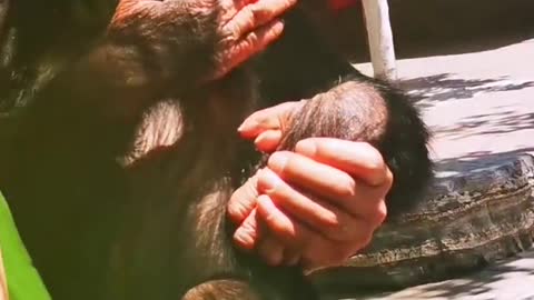 Funny & Cute Animals This monkey only wants a beautiful woman to hold