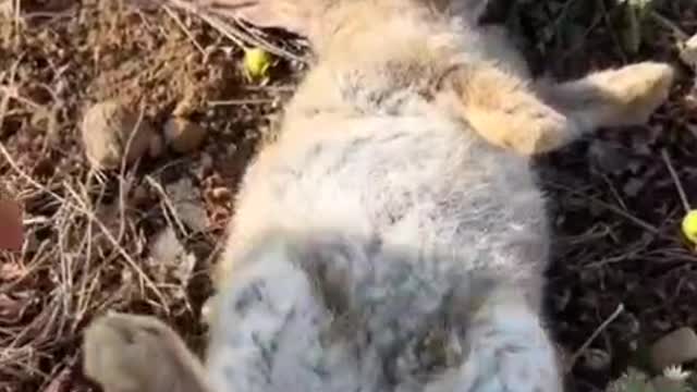 Picked up a rabbit that hit a tree, and will come tomorrow