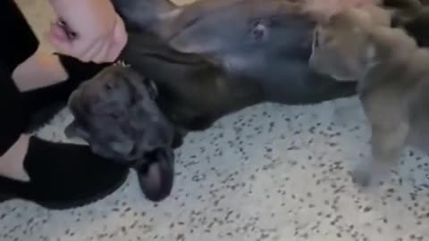 OMG did I give birth to these puppies?