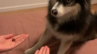 Funny video dog and woner