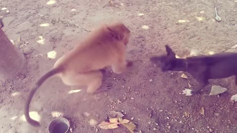 Funny videos donkey vs dog