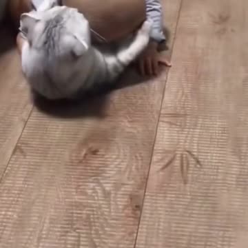 Mama Cat Takes Back Crying Kitten From Toddler