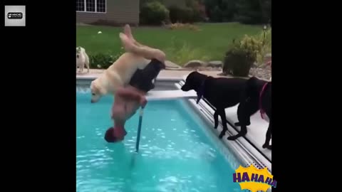 best funny animals video