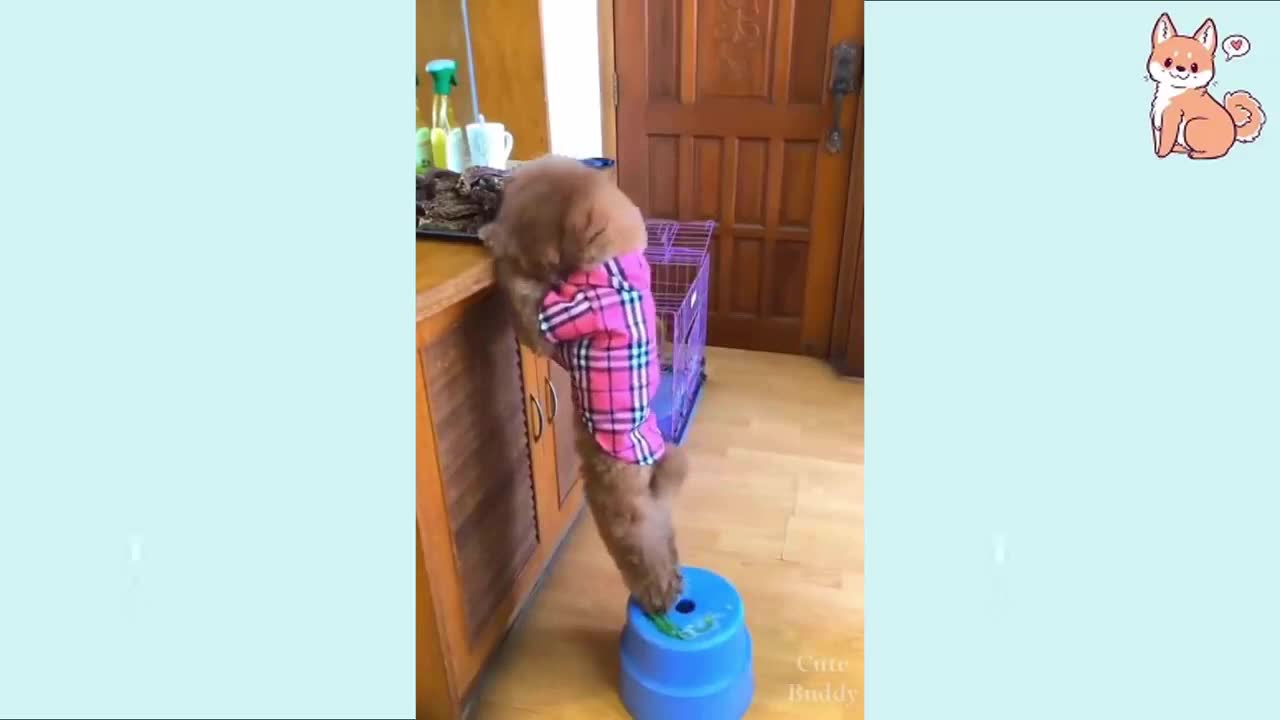 Amazing Funny and cute video😆😆😆😆😆😆😆😆