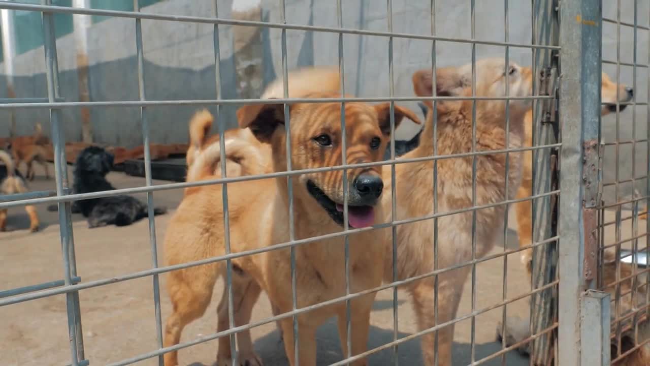 Sad dogs in shelter behind fence waiting to be rescued and adopted to new home