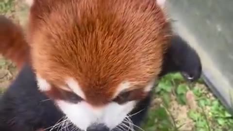 I learned that the red panda is so unique, it has no close relatives.