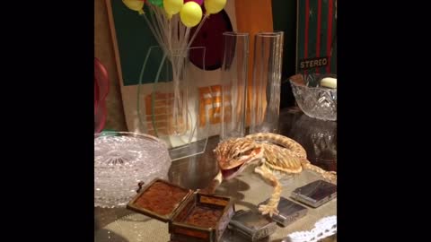 When a bearded dragon loves the present you give him