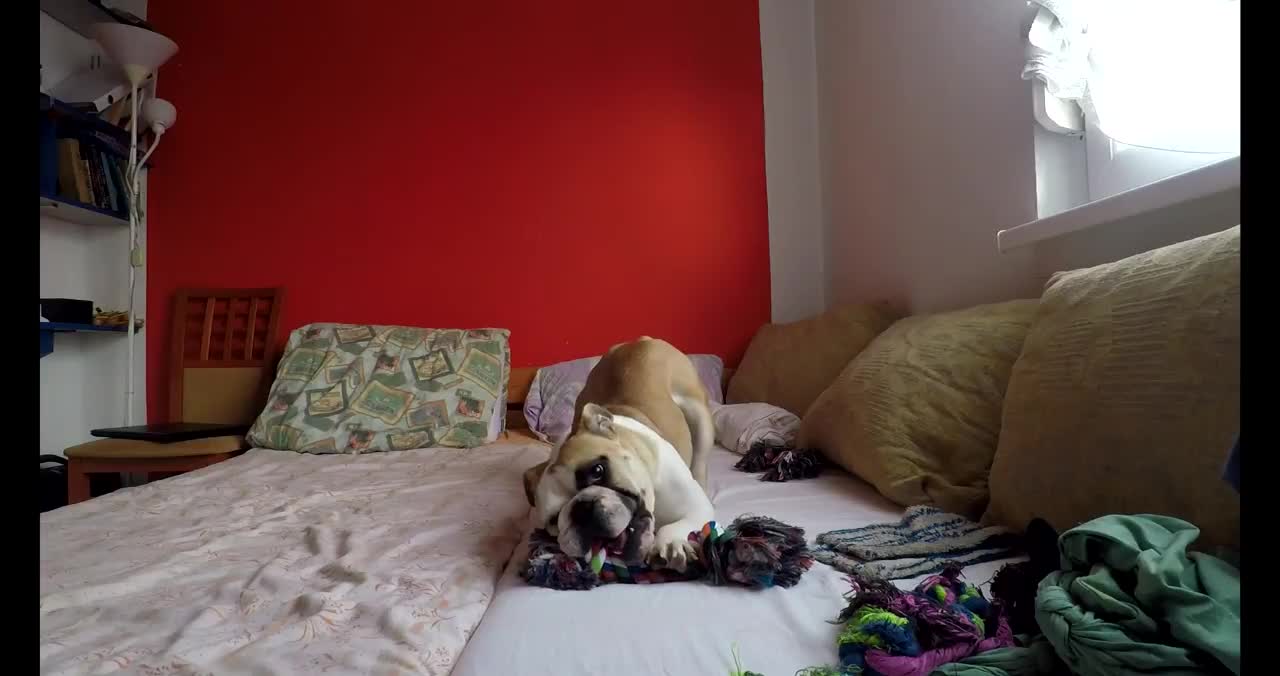 Cute dog playing in bed