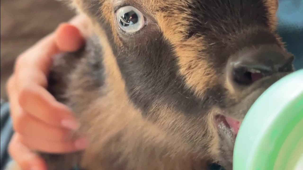 Cuteness Alert: Ruth the Baby Goat's Bottle Feeding! 🐐😍