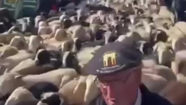 French farmers protest