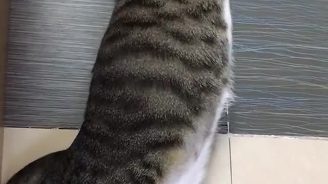 the little cat plays with its owner