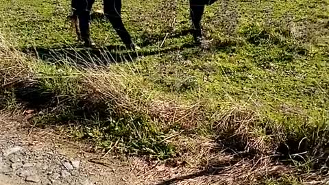 Labrador vs Cows