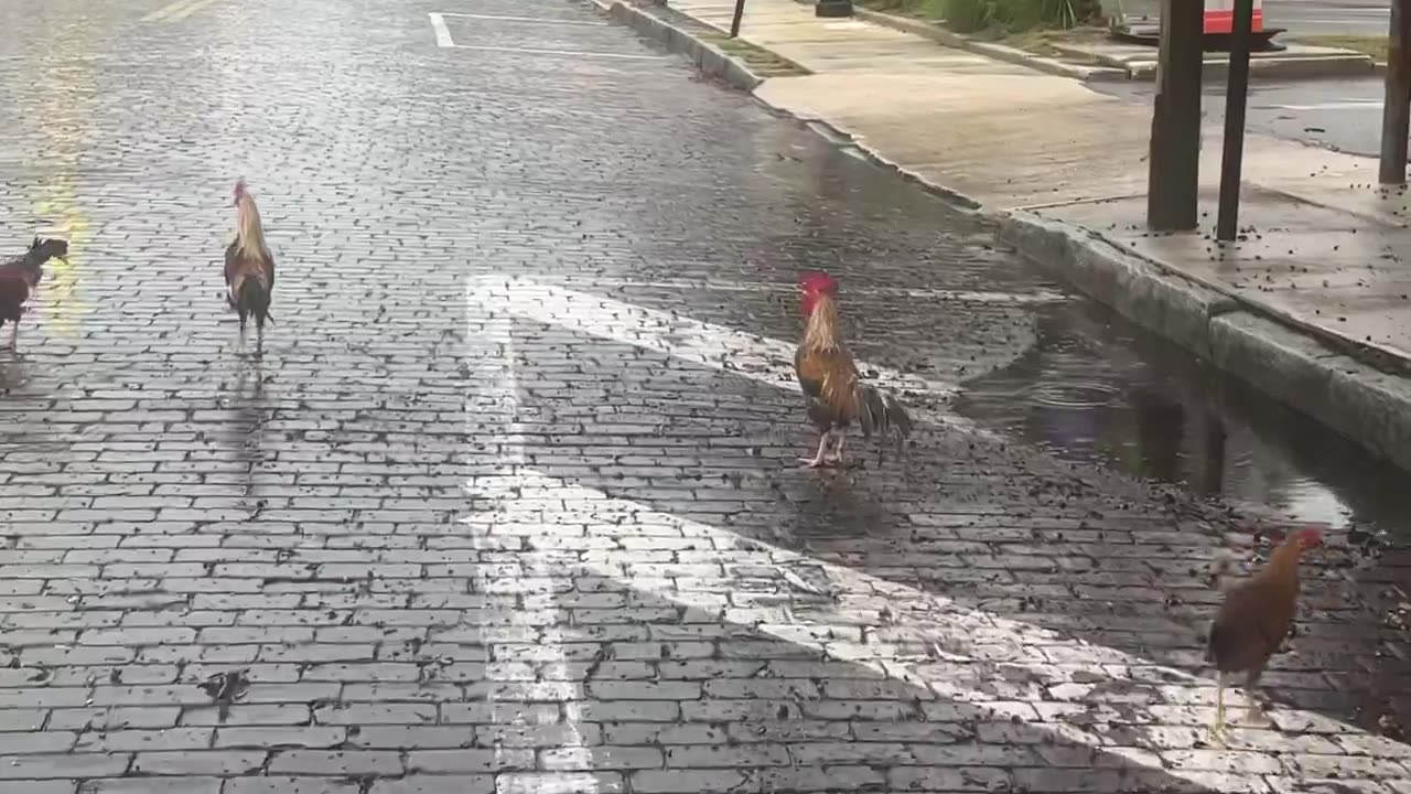 Roosters walking extremely calmly on the streets