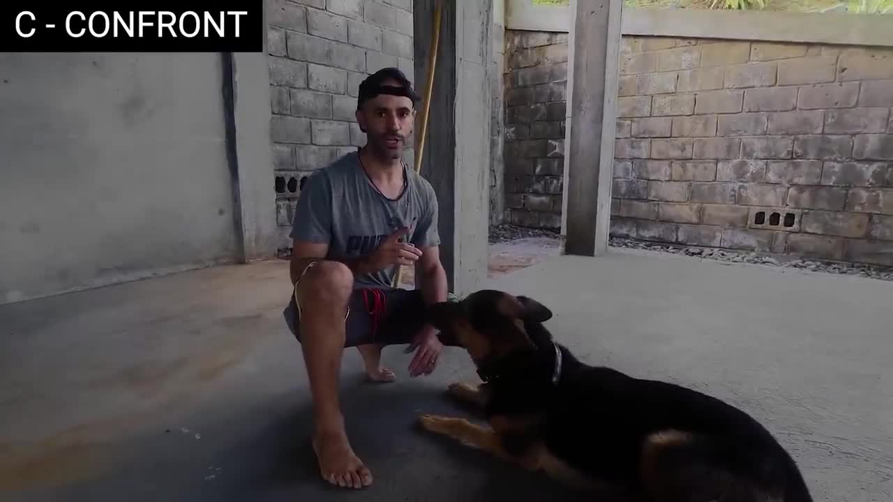 How to defend against a dog attack