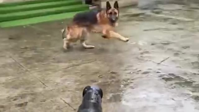 Funniest cats and dog video