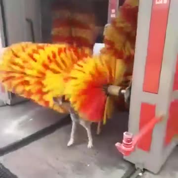 Stray dog uses car wash scrubbers to rid of ticks
