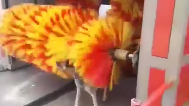 Stray dog uses car wash scrubbers to rid of ticks