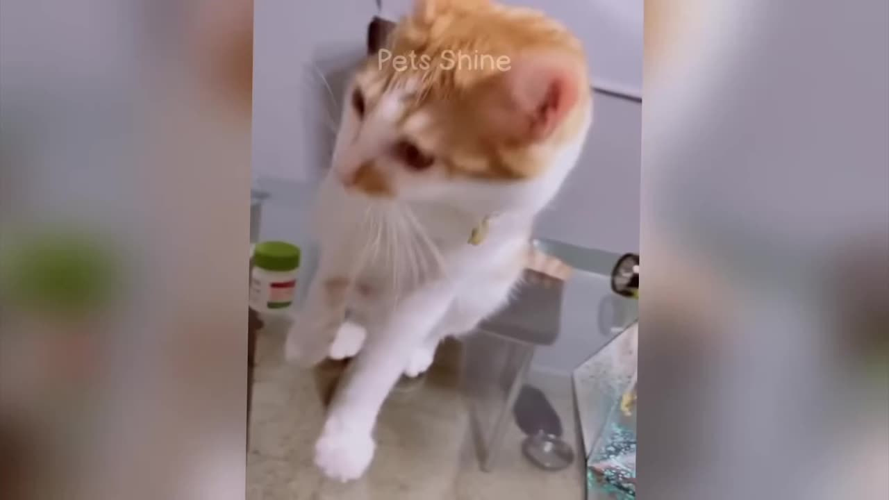 Cats funny video meme