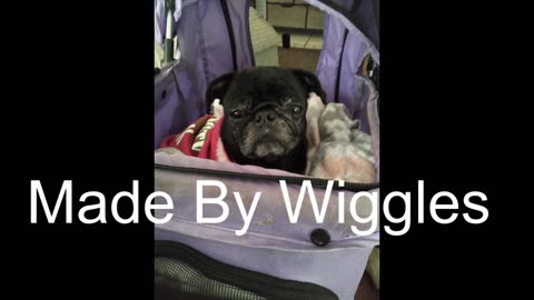 Beautiful Relaxing Slideshow of Beauty Created by A pug