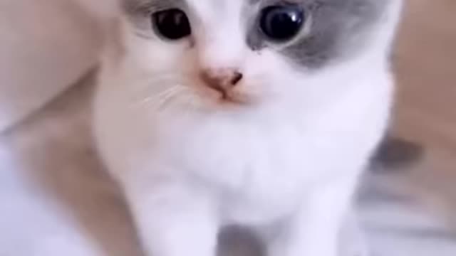 cats are so funny PART 305 FUNNY CAT VIDEOS TIK TOK #Shorts