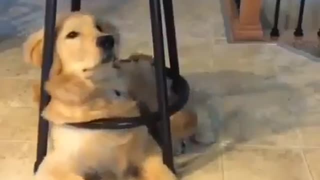 A dog sitting under a chair...