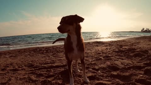 Husky dog playing along the beach