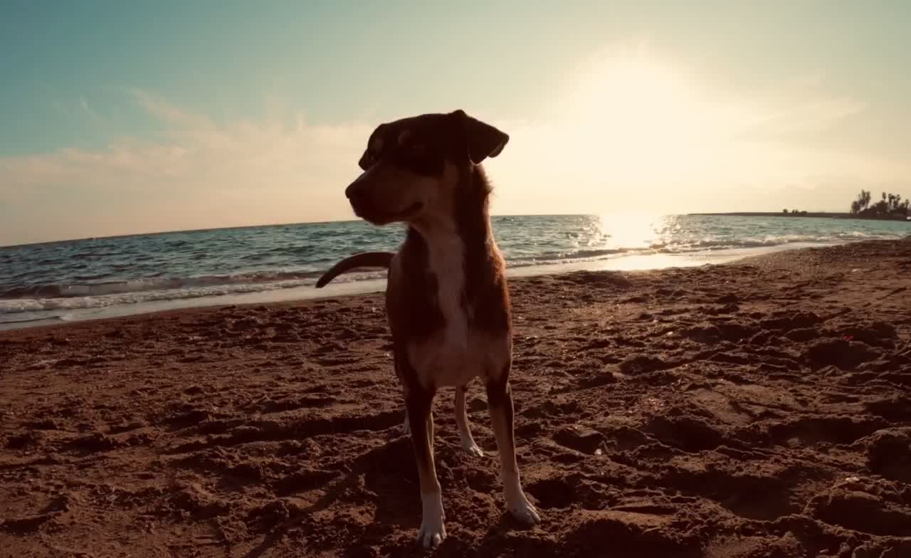 Husky dog playing along the beach