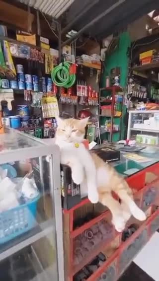 ΠΕΡΙΠΤΕΡΟ-Ο ΓΑΤΟΣ