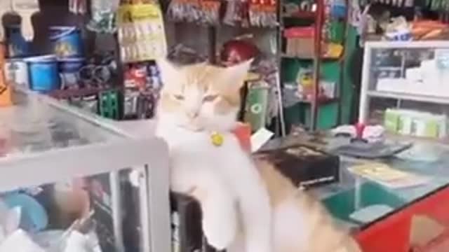 ΠΕΡΙΠΤΕΡΟ-Ο ΓΑΤΟΣ