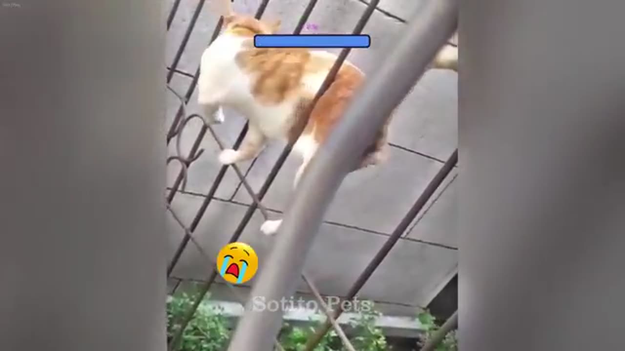 Funny Cats Compilation: Best Cat Videos Ever 😅😸 Funny Cats Moments 2024