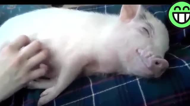A cute Pig Funny 🐷🐷🐷🐷🐷🐖🐖🐖🐽