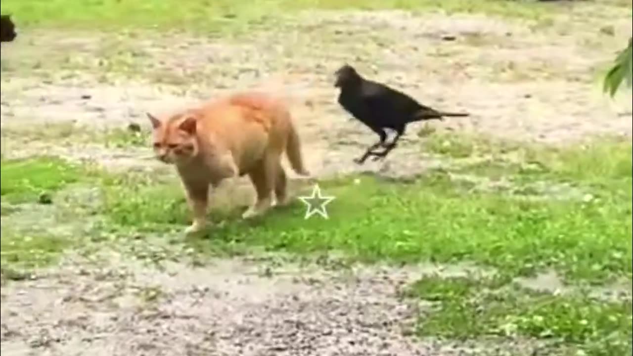 FUNNIEST ANIMALS