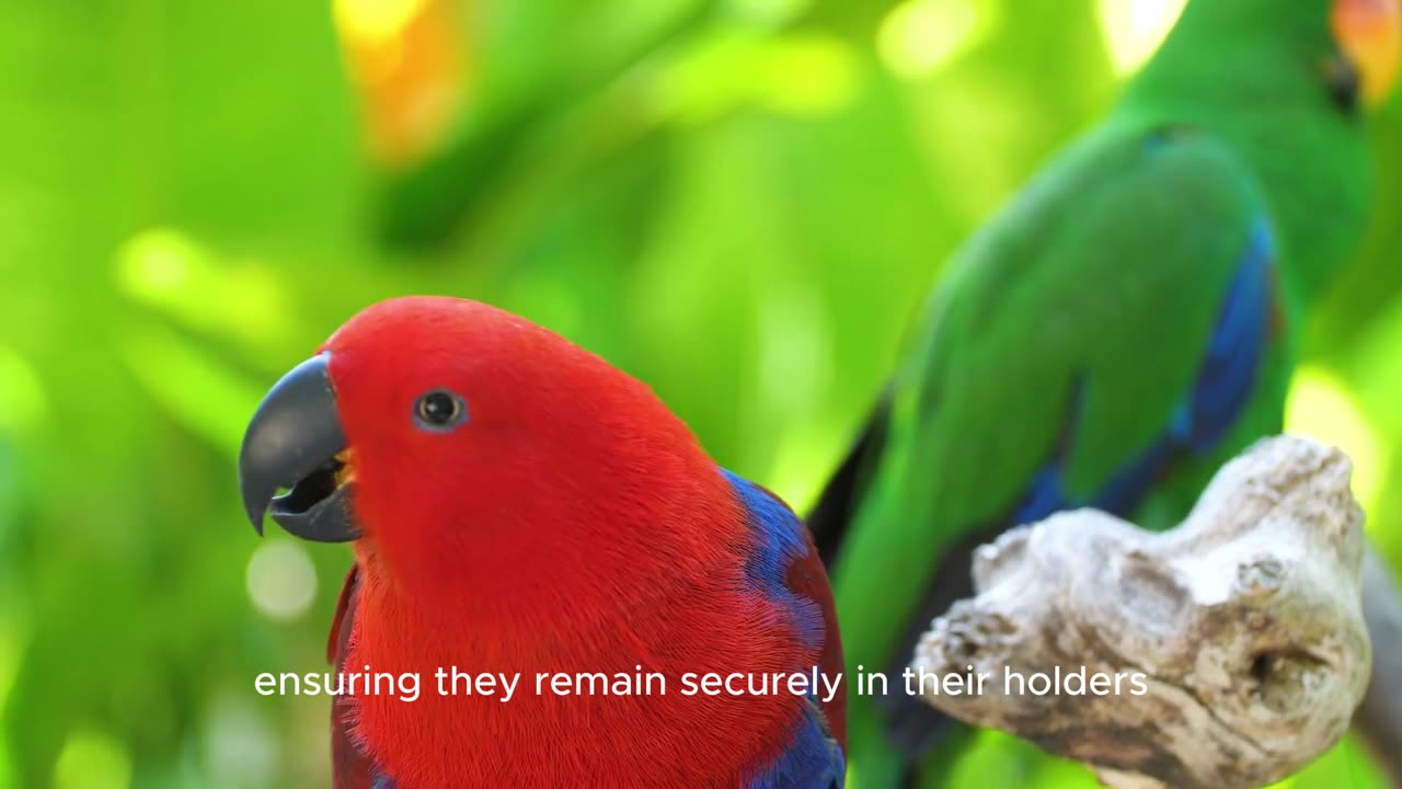 Eclectus Parrot Complete Information