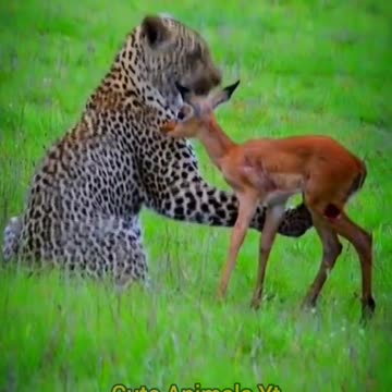 The Leopard Hunted The Baby Deer | Cheetah Attack Little Deer | Cute Animals Yt #shorts #animals