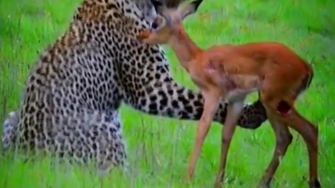 The Leopard Hunted The Baby Deer | Cheetah Attack Little Deer | Cute Animals Yt #shorts #animals